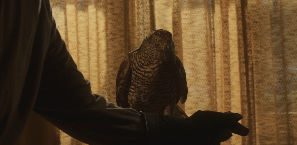 H Is for Hawk | ق مثل قوش